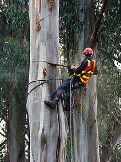 Abattage arbre 