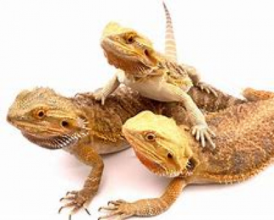 formation au certificat de capacité tout reptiles