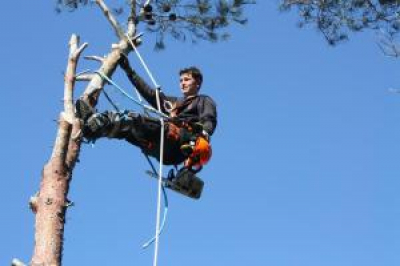 Abattage arbre 