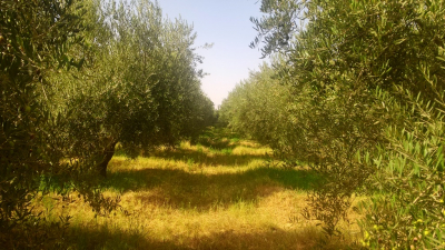 Belle ferme titrée à 48 km de Marrakech