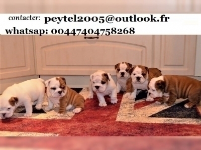 superbes chiots bouledogue anglais bicolore