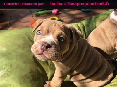 Chiots bulldog anglais a donner de suite